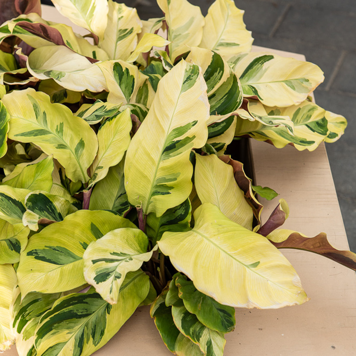 Korbmarante ‘Yellow Fusion’ - Calathea lietzei Yellow Fusion - Willemse