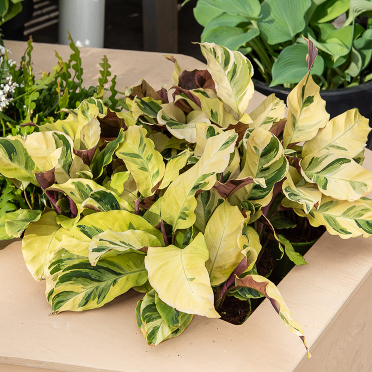 Korbmarante ‘Yellow Fusion’ - Willemse
