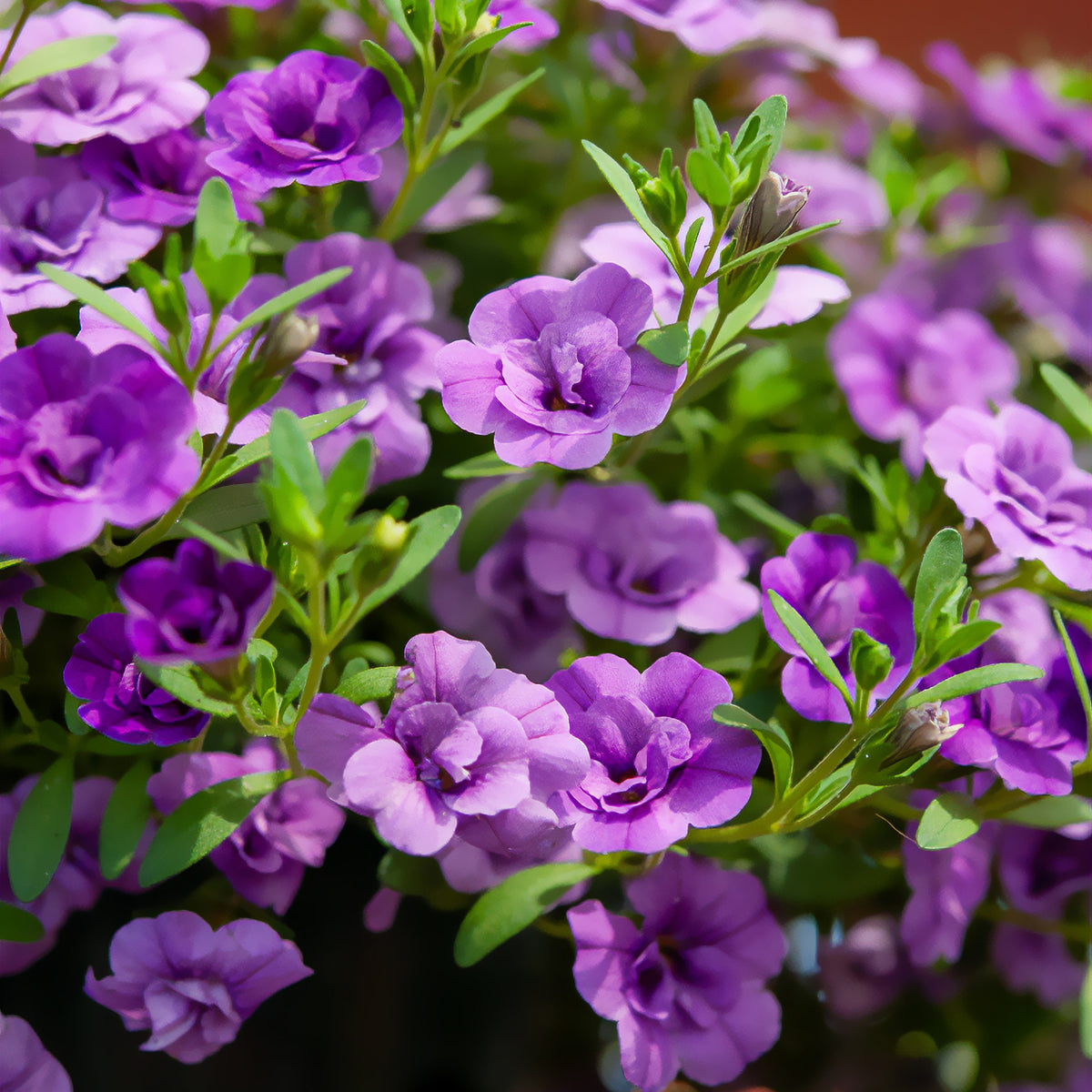 Zauberglöckchen gefüllt Violett (x3) - Calibrachoa hybride double Amethyst - Willemse