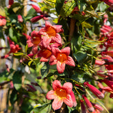 Klettertrompete 'Tangerine Beauty' - Willemse