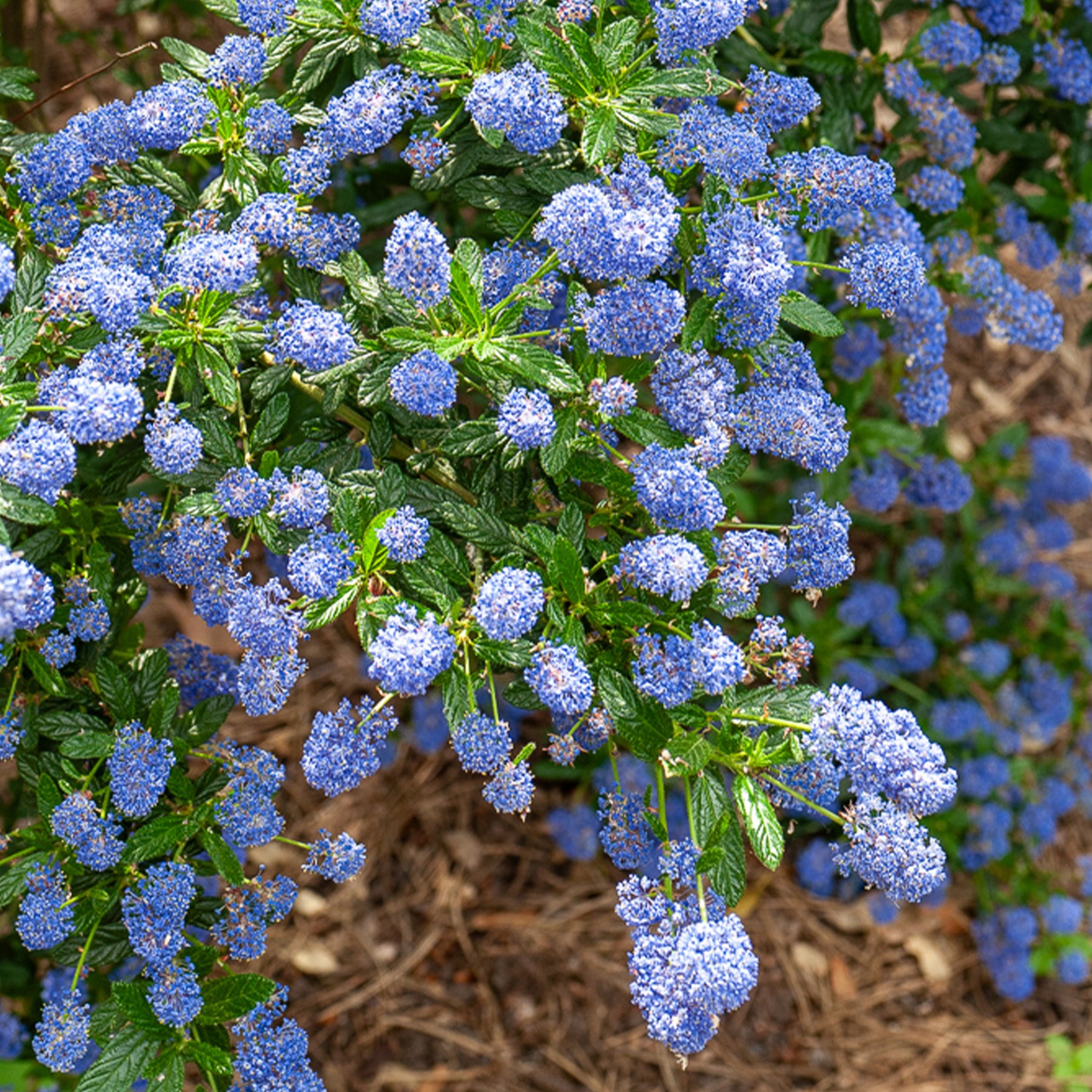Säckelblume Concha - Ceanothus Concha - Willemse