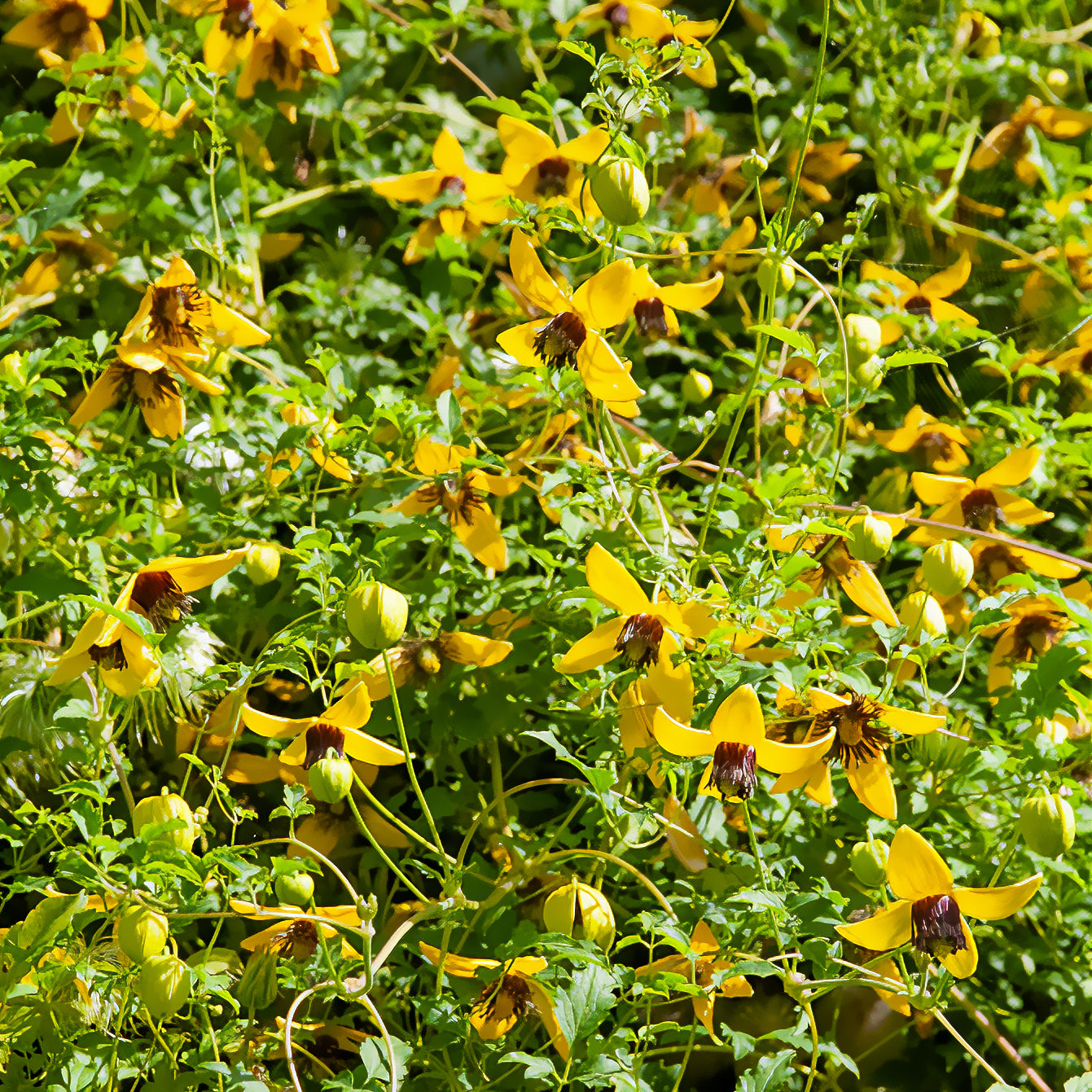 Waldrebe ‘Golden Tiara’® - Willemse