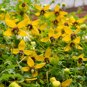 Clematis - Waldrebe ‘Golden Tiara’® - Clematis tangutica Golden Tiara®Kugotia