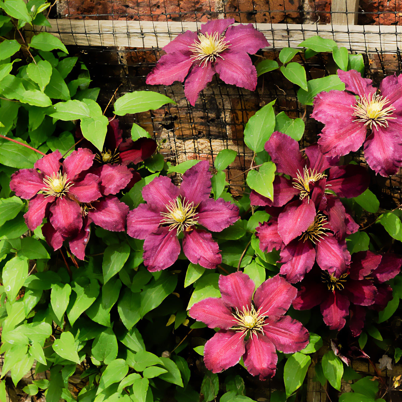 Waldrebe ‘Niobe’ - Clematis Niobe - Willemse