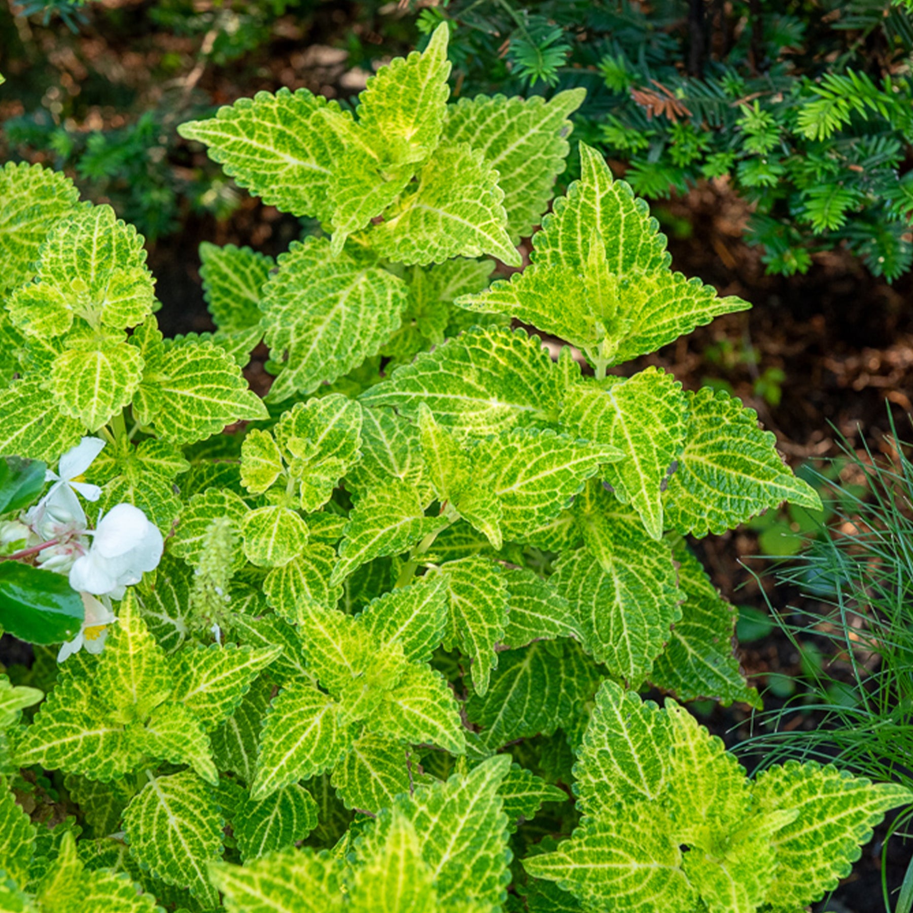 Buntnessel 'Electric Lime' - Coleus Electric Lime - Willemse