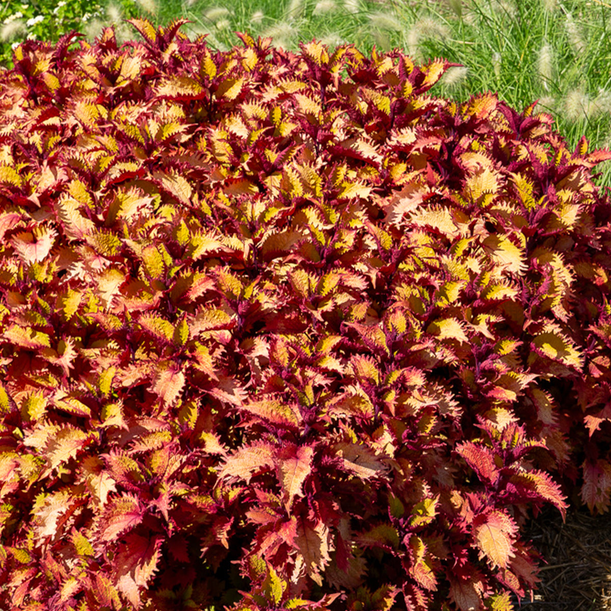 Buntnessel ‘Henna’ - Coleus Henna - Willemse