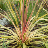 Cordyline ‘Can Can’® - Willemse