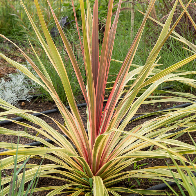 Cordyline ‘Can Can’® - Willemse