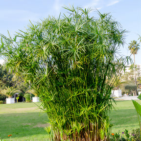 Zypergras - Cyperus alternifolius - Willemse