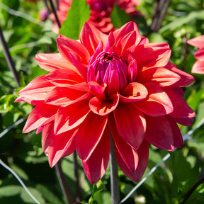 Dekorative Dahlien 'American Dawn'(x3) - Willemse