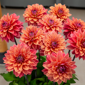Dekorative Dahlien 'American Dawn'(x3) - Dahlia American Dawn - Willemse