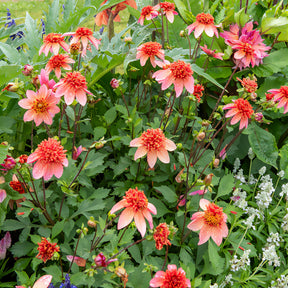 Dahlien-Zwiebeln - Anemonen-Dahlie ‘Totally Tangerine’ - Dahlia Totally Tangerine
