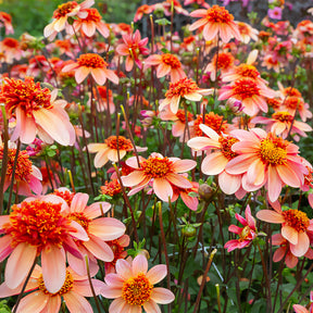 Anemonen-Dahlie ‘Totally Tangerine’ - Dahlia Totally Tangerine - Willemse