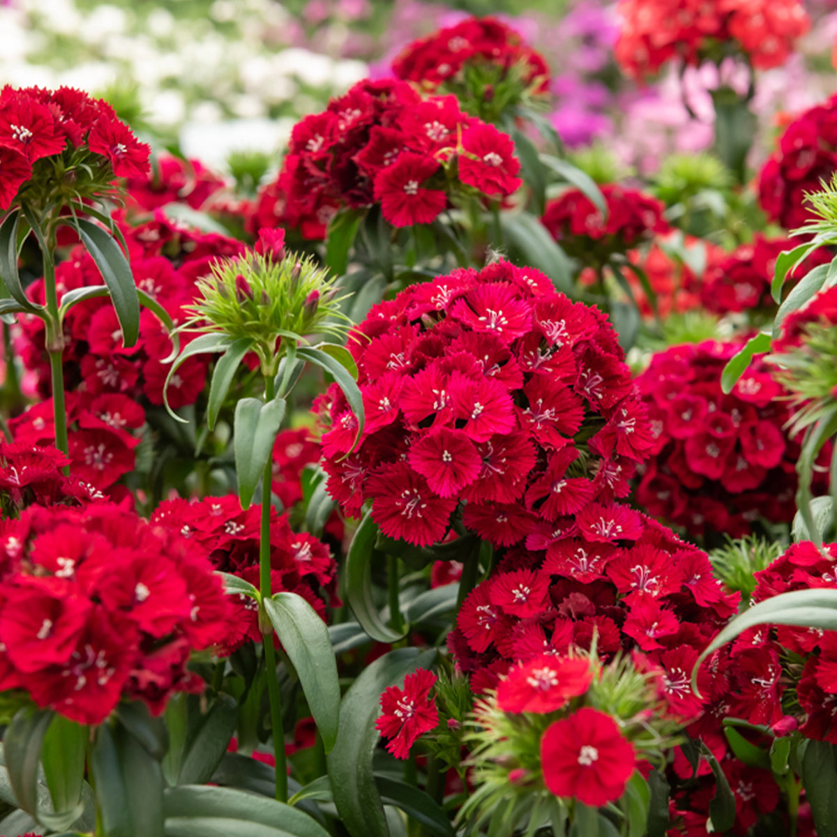 Bartnelke rot - Dianthus barbatus Barbarini Red - Willemse