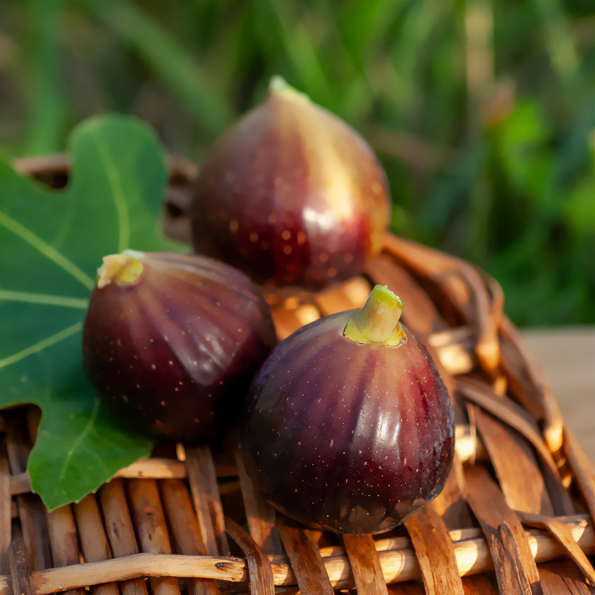 Feige ‘Ronde de Bordeaux’ - Ficus carica Ronde de Bordeaux - Willemse