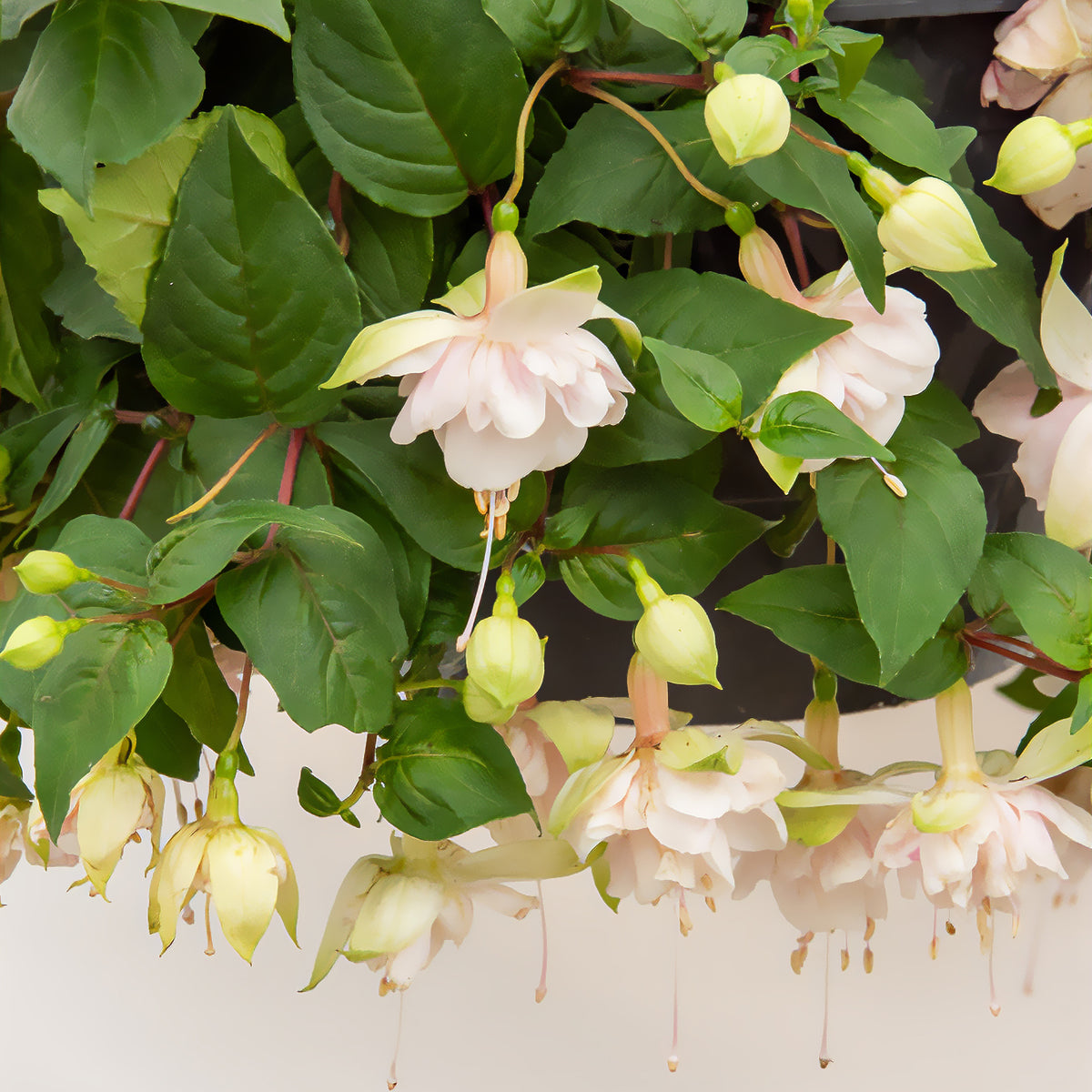 Hänge-Fuchsie 'Pink Marshmallow' - Fuchsia Pink Marshmallow - Willemse