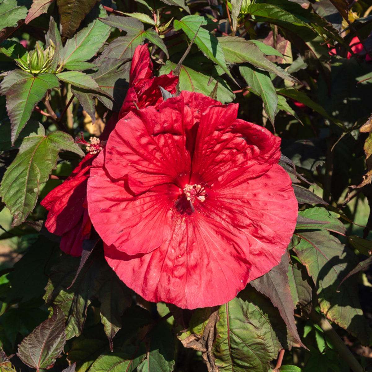 Sumpf-Eibisch ‘Carrousel® Giant Red’ - Hibiscus moscheutos Carrousel Geant Red® - Willemse