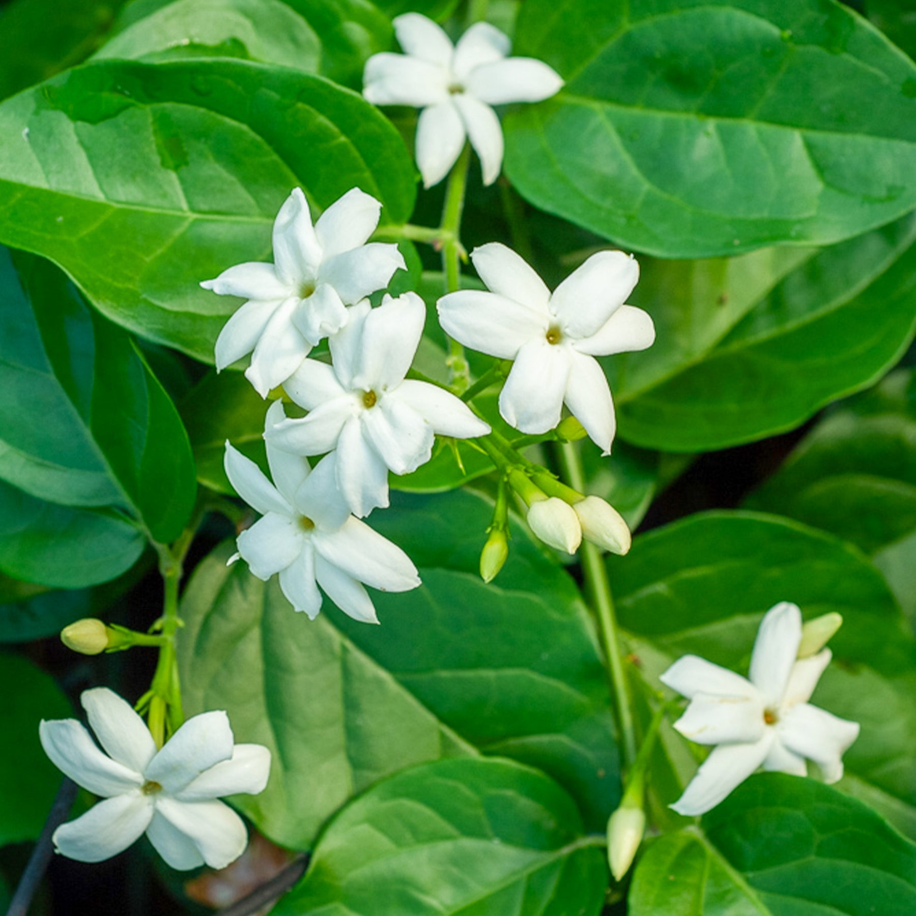 Arabischer Jasmin - Jasminum sambac - Willemse