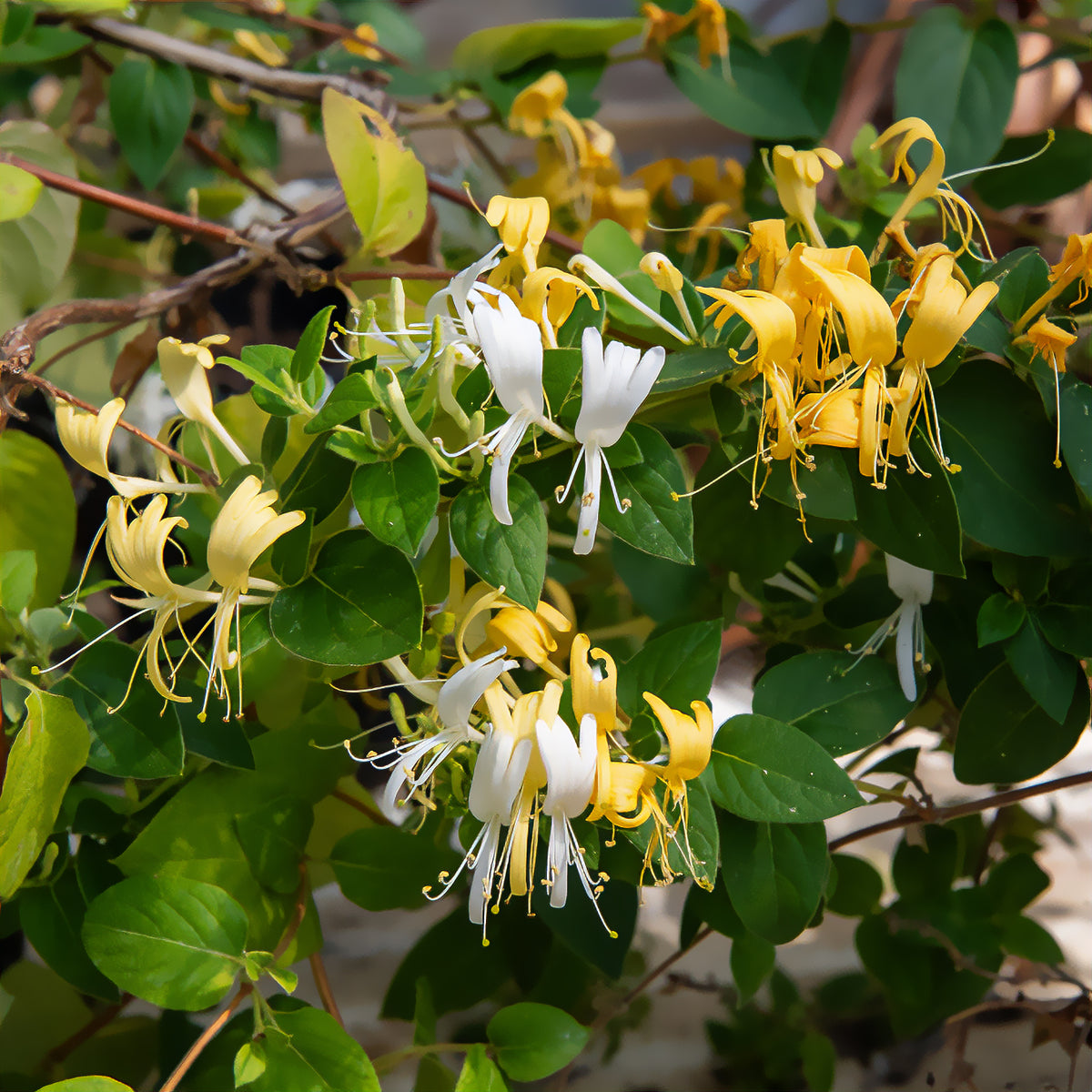 Hall's Prolific Japanisches Geißblatt - Willemse