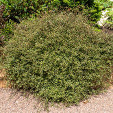 Mühlenbeckia (kriechend & kletternd) - Willemse