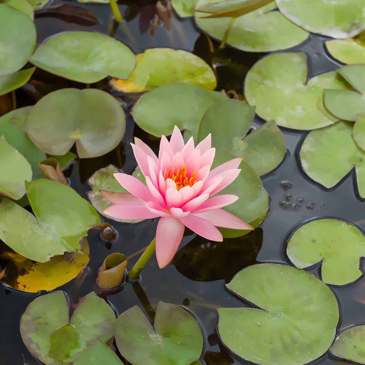 Seerose ‘Colorado’ - Willemse