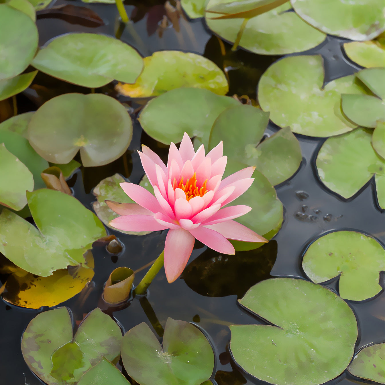 Seerose ‘Colorado’ - Willemse