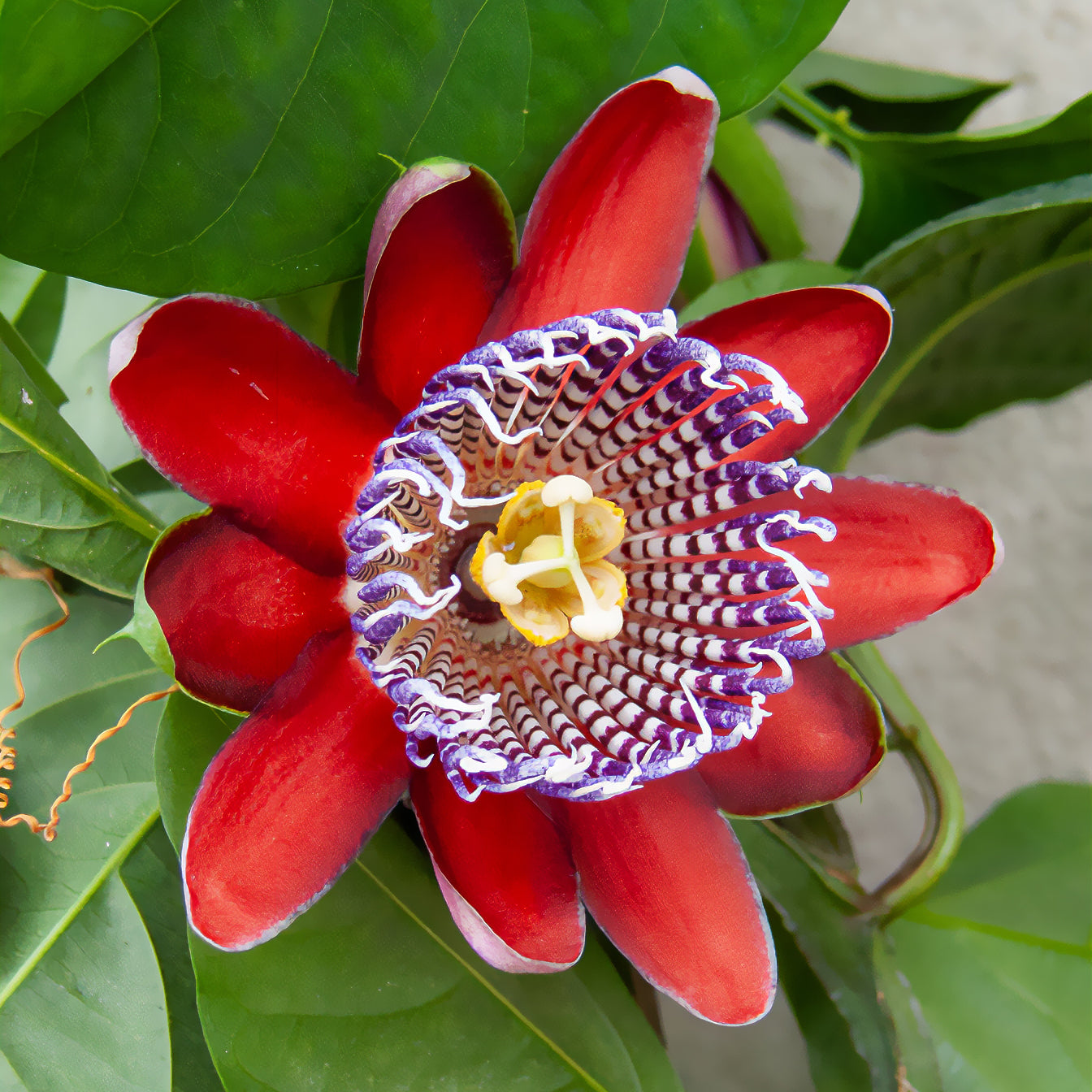 Riesen-Passionsblume - Willemse