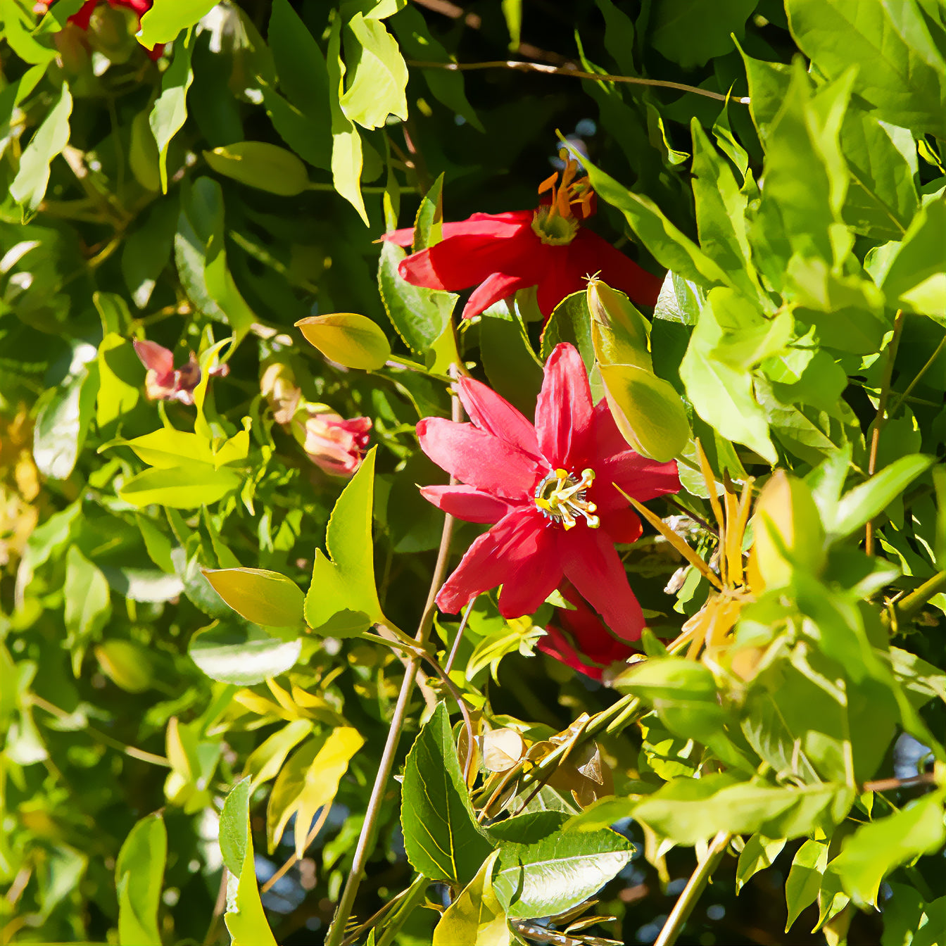Passionsblume Exoniensis - Willemse