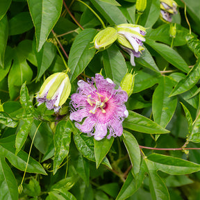 Passionsblume - Willemse