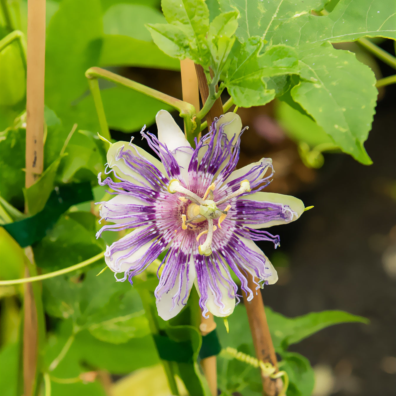 Passionsblume - Passiflora incarnata - Willemse