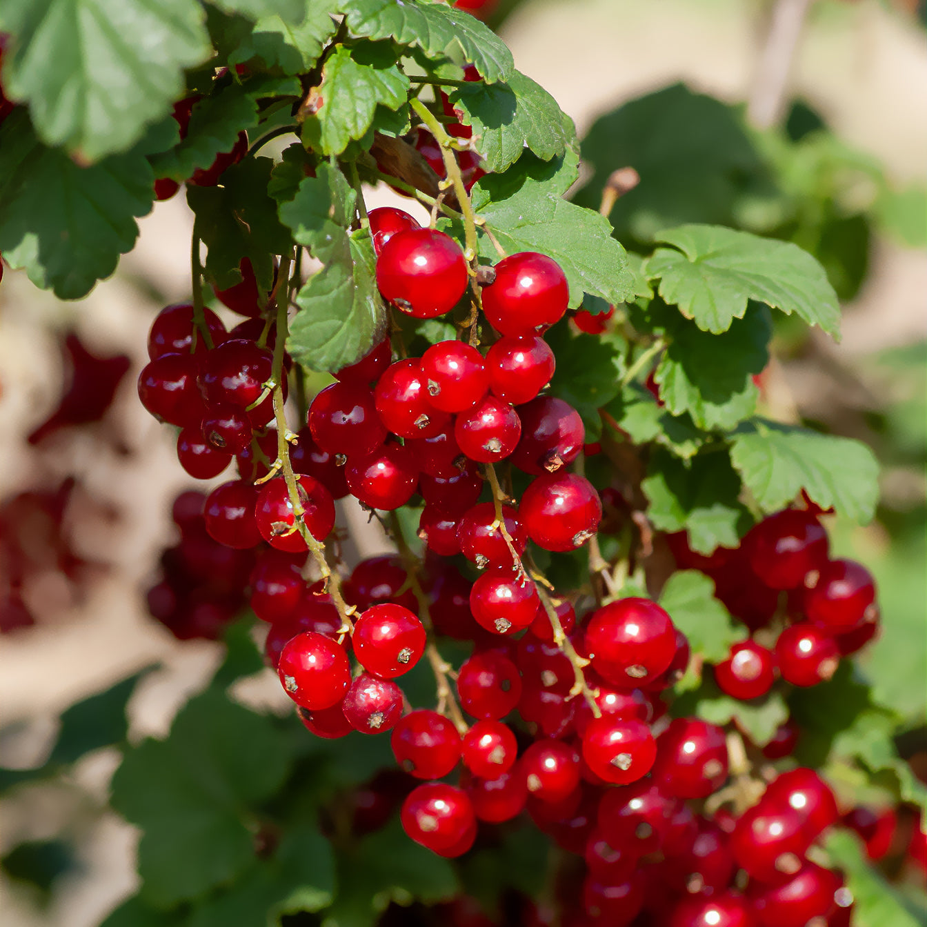 Rote Johannisbeere ‘Junifer’ - Ribes rubrum Junifer - Willemse