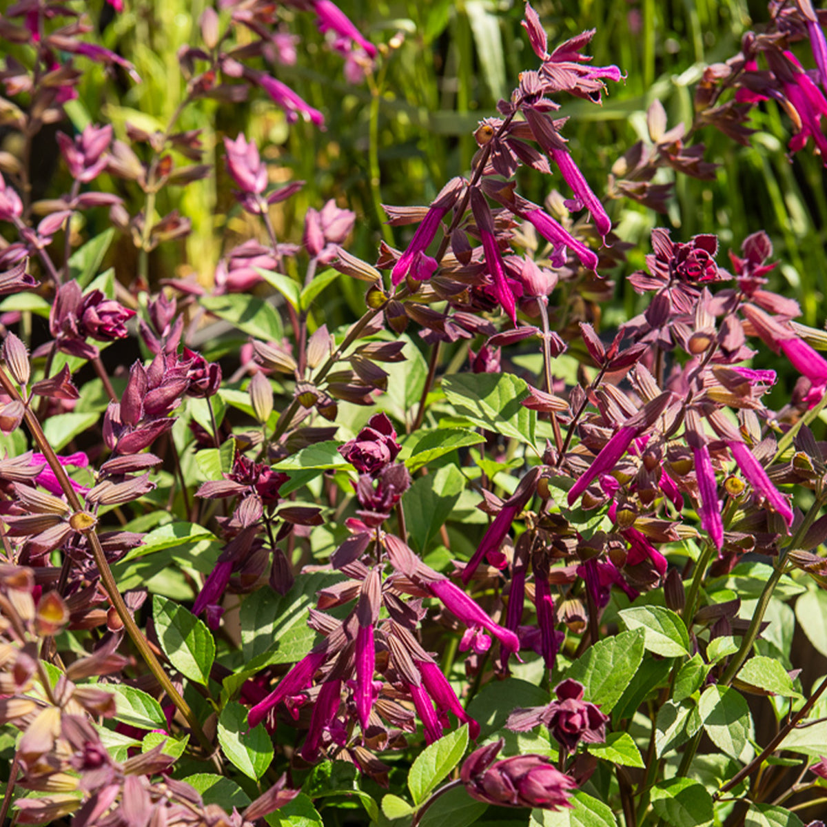Love and Wishes® Hybrid-Salbei - Salvia Love and Wishes ® - Willemse