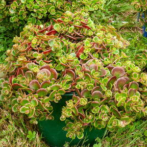 Teppich-Fetthenne ‚Coral Reef‘ - Sedum tetractinum Coral Reef - Willemse