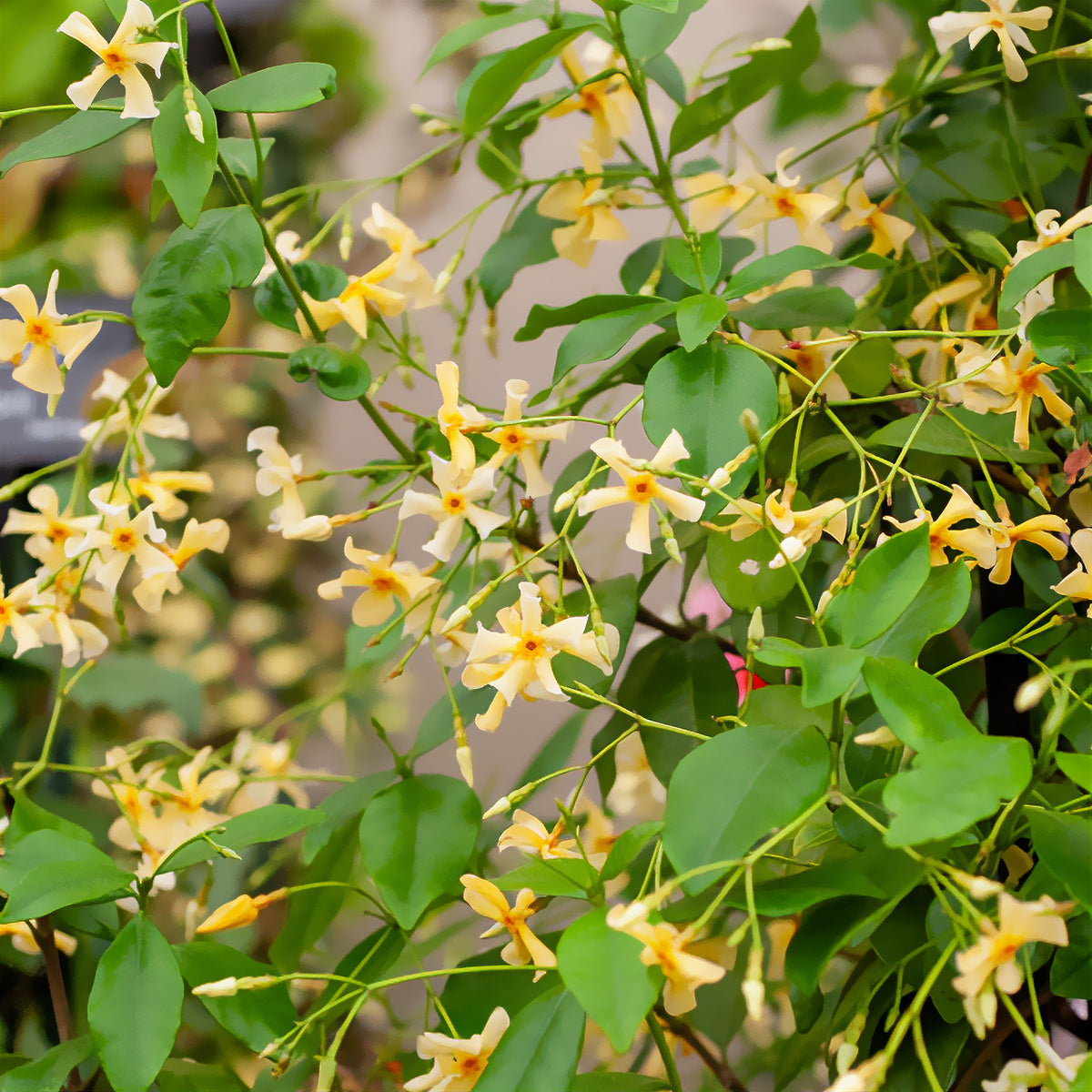 Gelber Sternjasmin - Trachelospermum asiaticum - Willemse