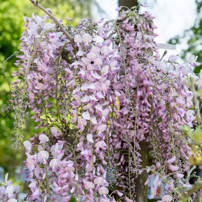 Japanischer Blauregen ‘Pink Ice’ - Willemse