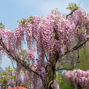 Wisteria floribunda Pink ice - Japanischer Blauregen ‘Pink Ice’ - Glyzinien