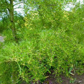 Kaisererle 'Imperialis' - Alnus glutinosa Imperialis - Willemse