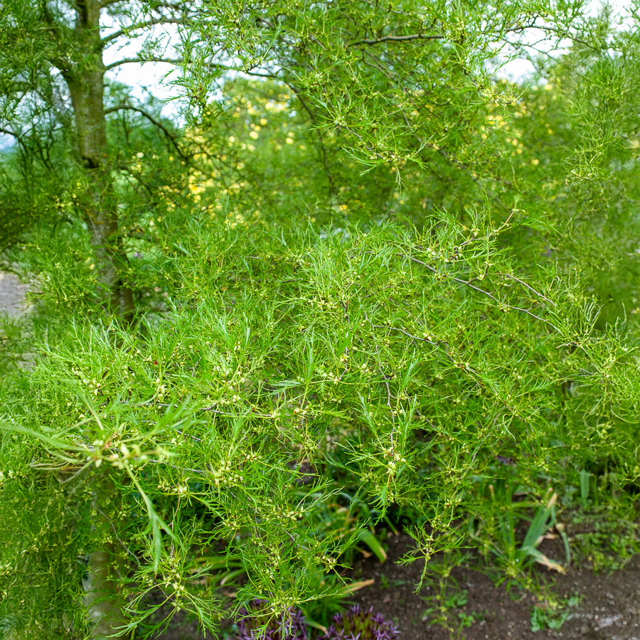Kaisererle 'Imperialis' - Alnus glutinosa Imperialis - Willemse