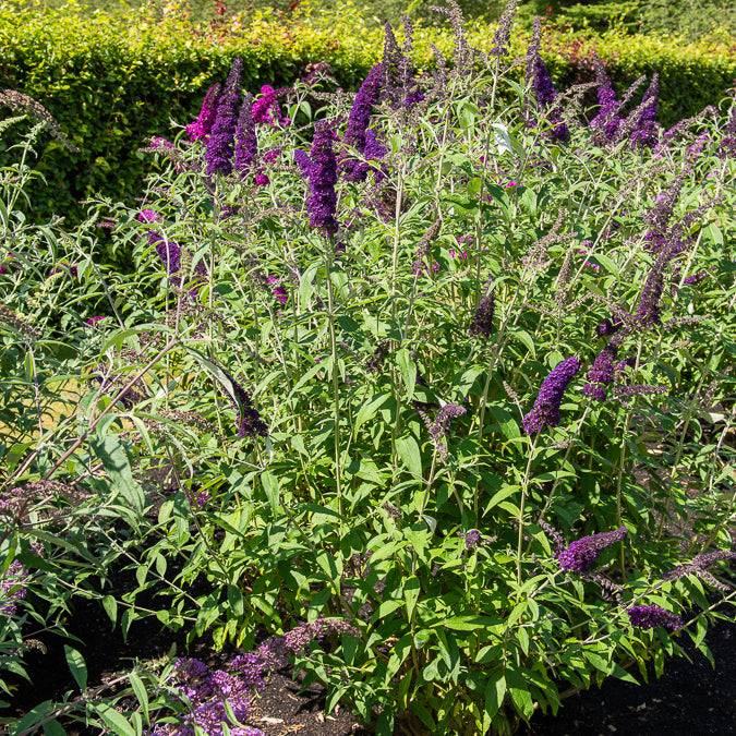 Sommerflieder 'Black Knight' - Willemse