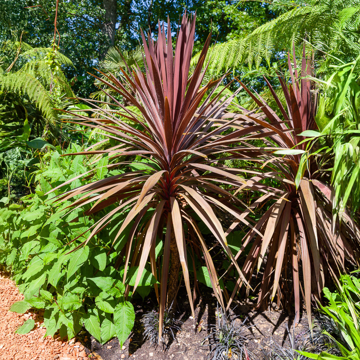 Keulenlilie 'Red Star' - Cordyline australis Red Star - Willemse