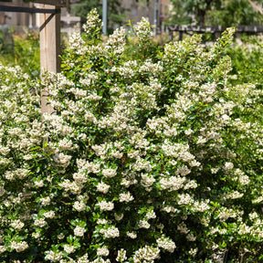 Andenstrauch ‘Iveyi’ - Escallonia Iveyi - Willemse