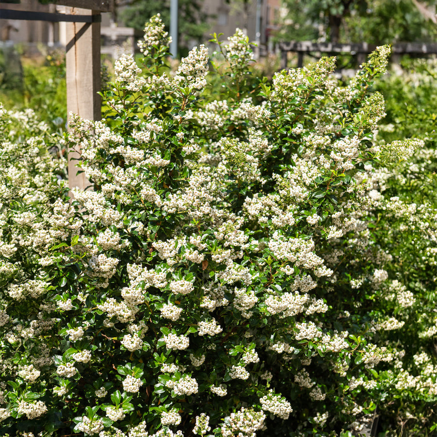 Andenstrauch ‘Iveyi’ - Escallonia Iveyi - Willemse