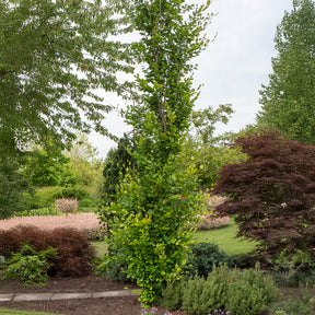 Säulenbuche ‘Dawyck Gold’ - Fagus sylvatica Dawyck Gold - Willemse