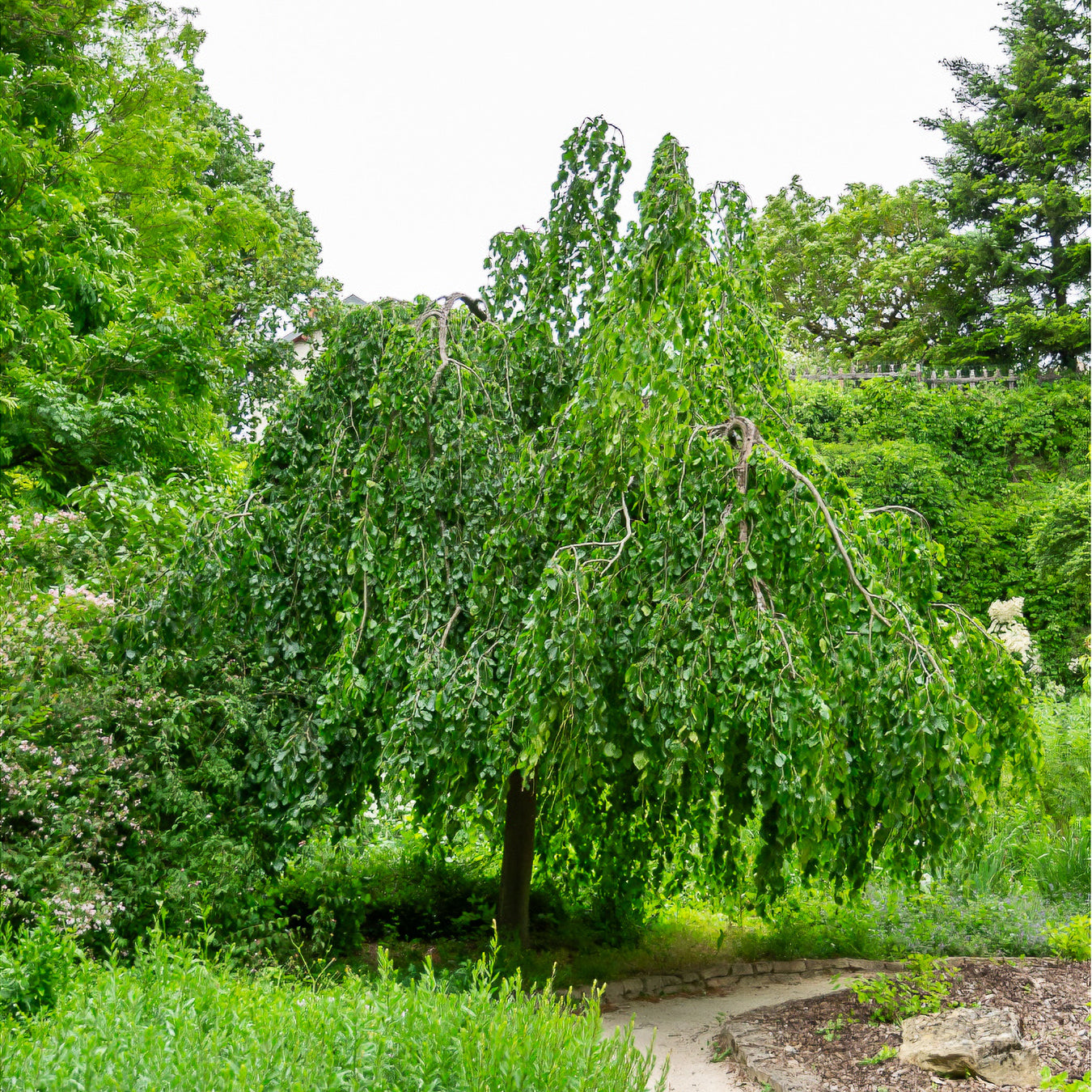 Hänge-Buche - Willemse