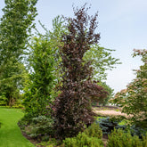 Säulenblutbuche Dawyck Purple - Willemse