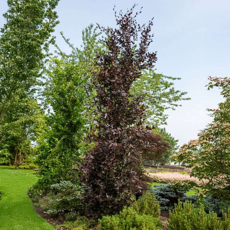 Säulenblutbuche Dawyck Purple - Willemse
