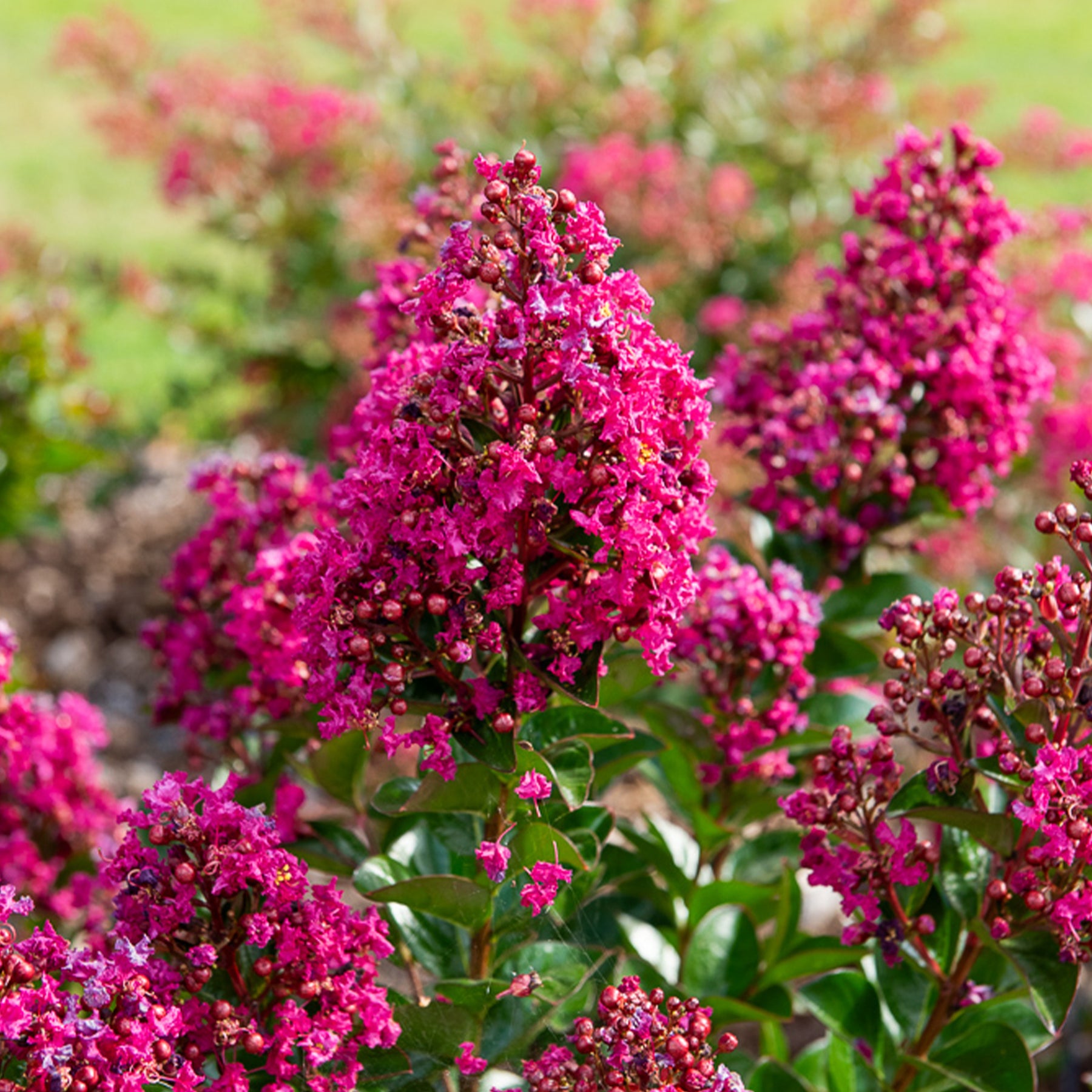 Indianerflieder 'Berry Dazzle®' - Willemse
