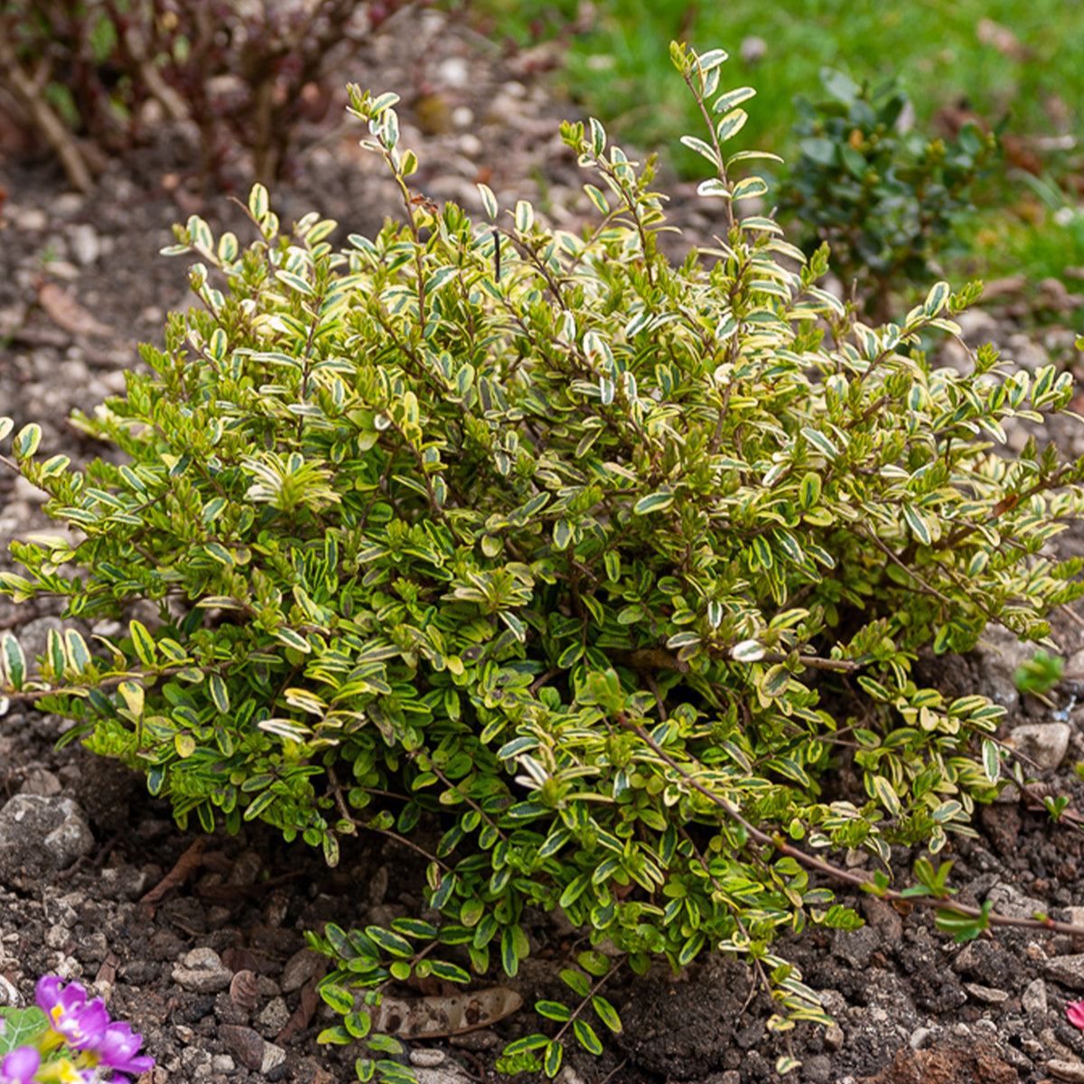 Heckenmyrte 'Lemon Beauty' - Willemse