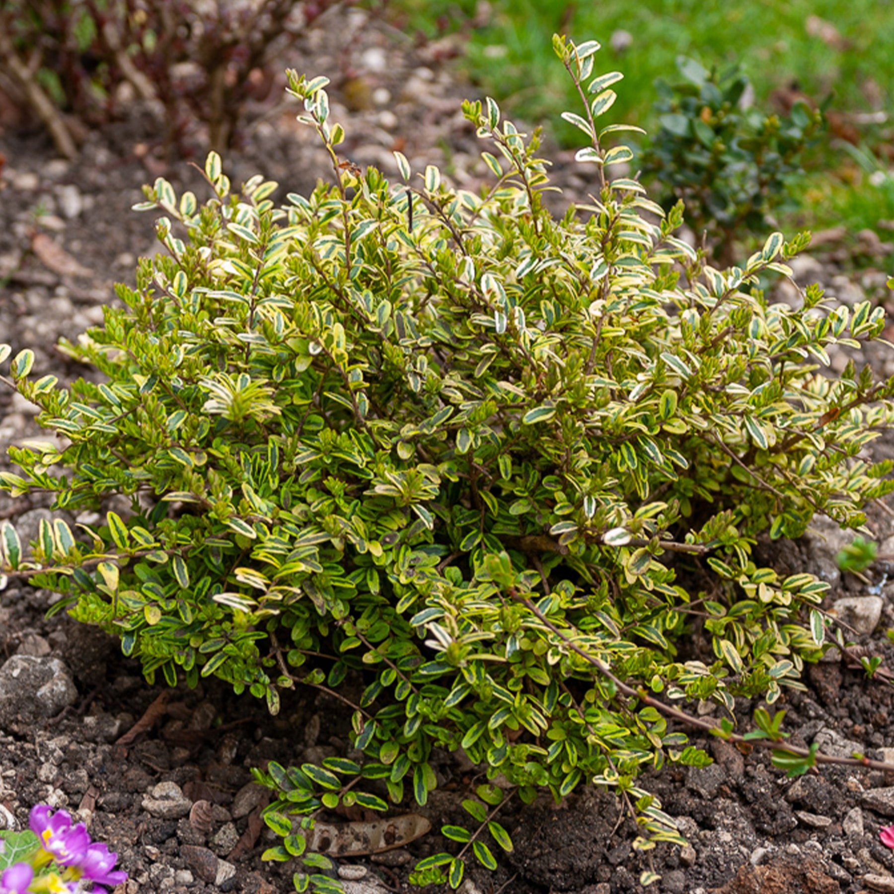 Heckenmyrte 'Lemon Beauty' - Willemse