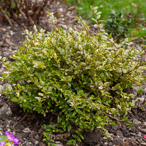 Heckenmyrte 'Lemon Beauty' - Willemse